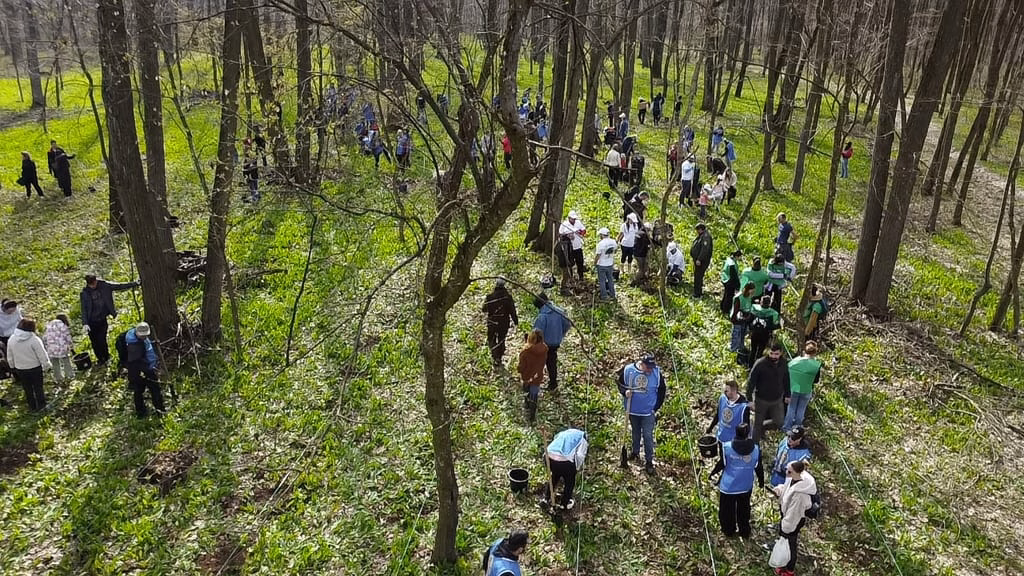 Voluntar FRENDS plantând un puiet într-o pădure